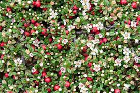 <p>Low-growing evergreen shrub with small, glossy green leaves and small white flowers followed by red berries. Used as groundcover.</p>