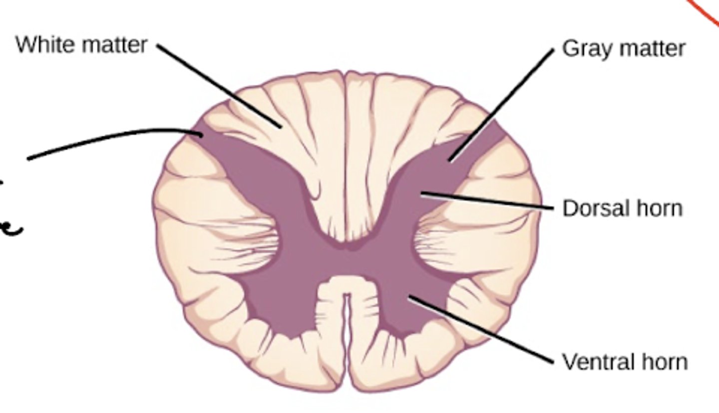 <p>1. cervical C1-C8</p><p>2. L3-L5</p><p>3. S5</p><p>ventral and dorsal horns</p>
