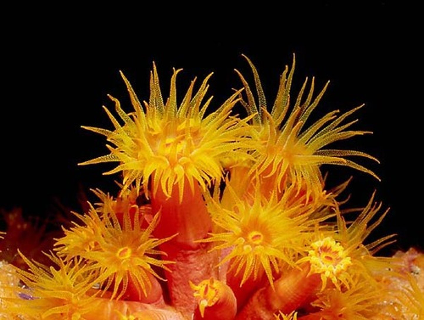 <p>Class of cnidarians (corals, anenomes, sea pens)</p><p>- ex. Metridium</p><p>- exclusively polyp form; no medusa stage</p><p>- both sexual and asexual reproduction</p>