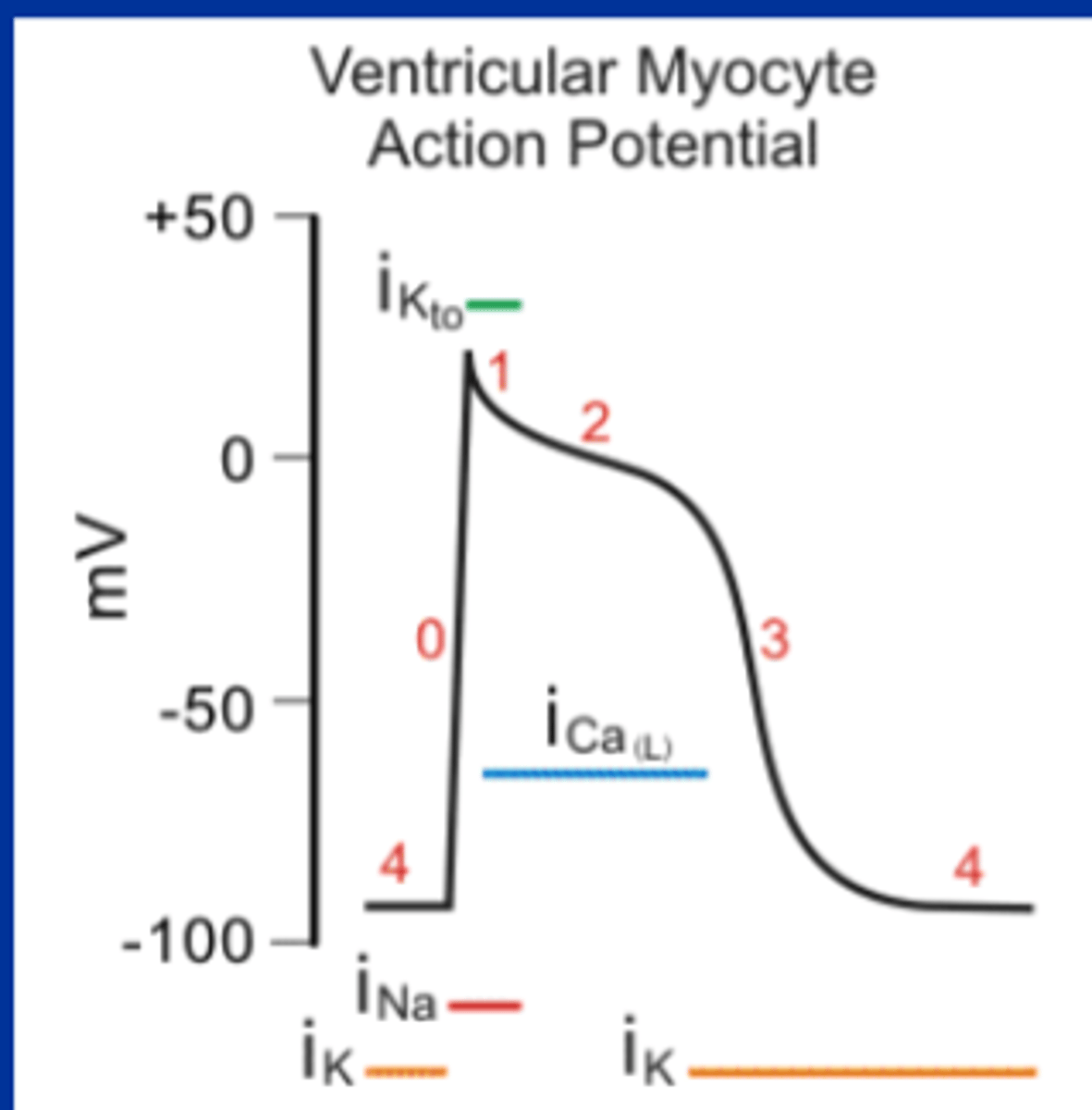 <p>cardiac excitation (SA node - pacemaker cells. Conduction pathways. )</p><p>excitation-contraction coupling (ventricular myocyte action potential. Ca influx)</p><p>cardiac contraction.</p>