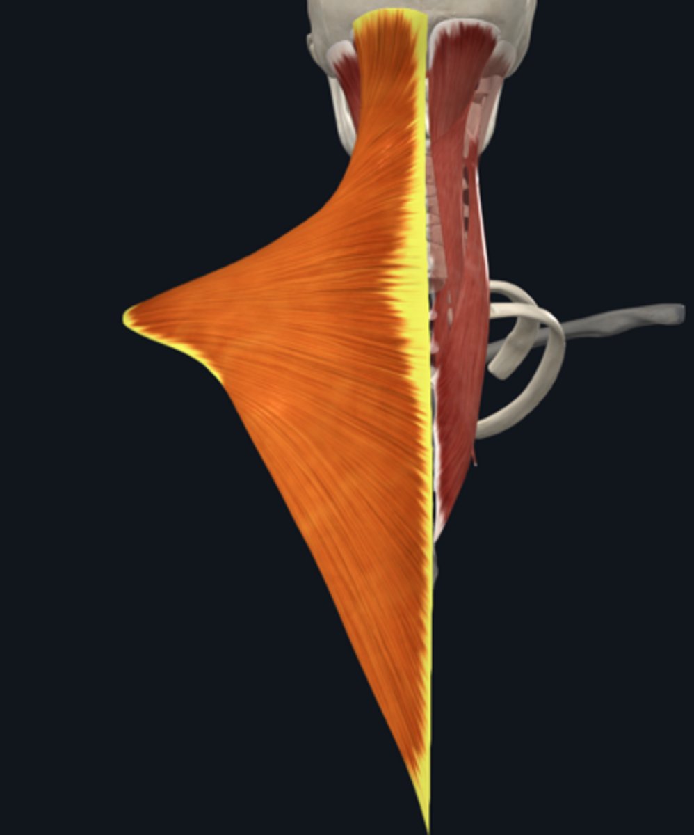 <p>What is the attachment of the Trapezius muscle of the posterior cervical muscles and what is its function?</p>