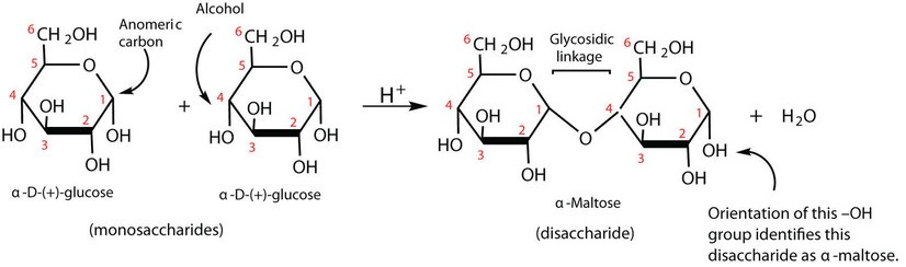<p>By condensation of two glucose molecules via an <strong>α(1→4) glycosidic bond</strong>. </p>