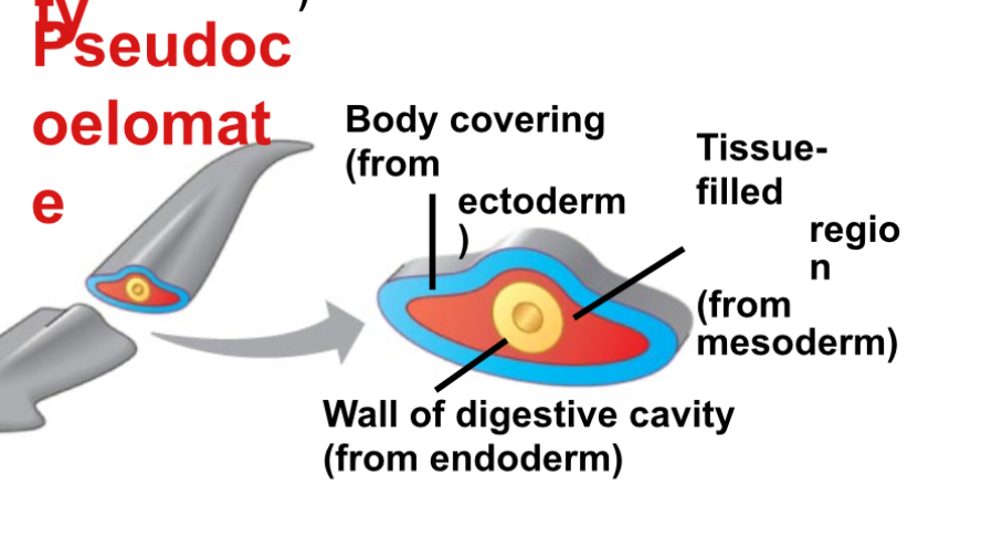 <p>Pseudocoelomate</p>