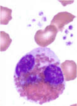 <p>what species </p>