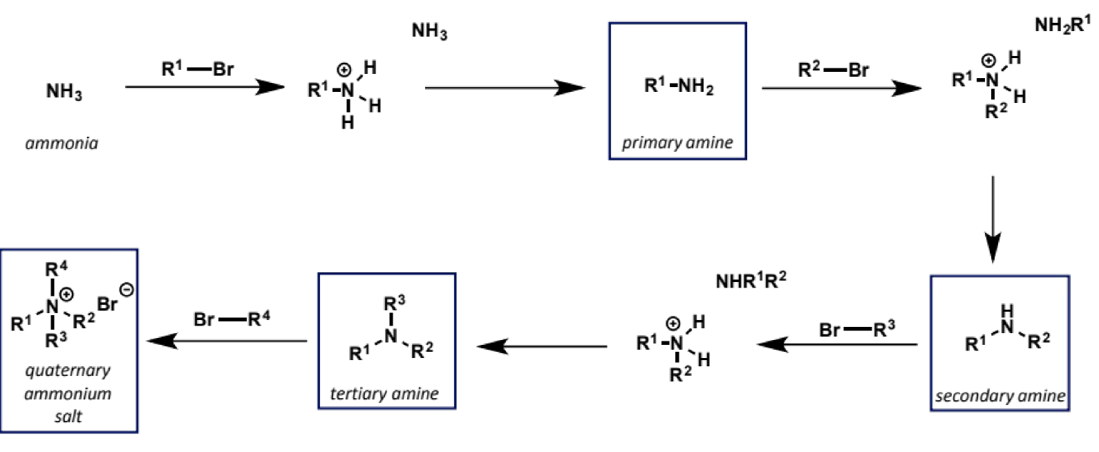 <ul><li><p>SN2</p></li><li><p>nitrogen is a more basic atom (better lone pair donor) than oxygen and neutral amines are excellent SN2 nucleophiles</p></li><li><p>but it can be difficult to stop the reaction after one substitution and often different methods are used to make substituted amines</p></li></ul><p></p>