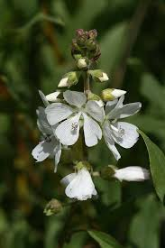 <p><em>Sidalcea candida </em>(Checker-Bloom)</p>