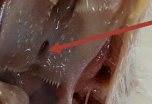 <ul><li><p>common opening of the eustachian tubes (canals extending from the middle ear that control pressure within the middle ear)</p></li><li><p>in avians this is continuously open to permit pressure equalization during flight</p></li></ul>