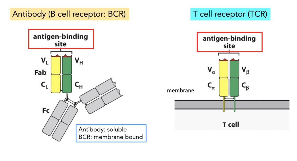 <p><strong>four characteristics of adaptive immune responses</strong></p><ul><li><p>______ of recognition by cells and molecules</p><ul><li><p>the cells and molecules in the immune system recognize the particular antigen that they are selected for one million-fold better than (most) all other antigens</p></li></ul></li></ul><p></p>