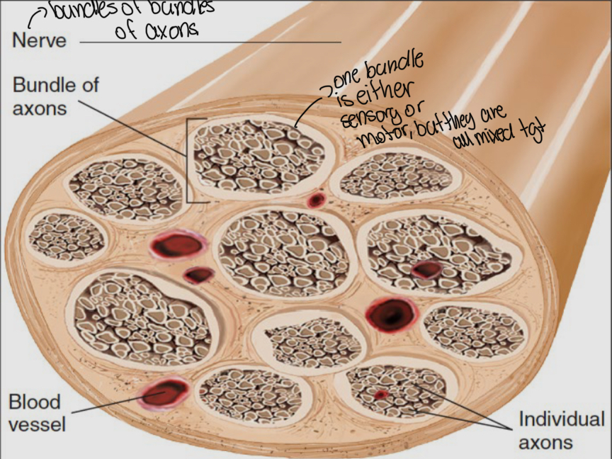 <ul><li><p>they are enclosed, cable-like bundles of axons in the peripheral nervous system</p></li><li><p>The brain an spinal cord communicate with the rest of the body via nerves</p></li><li><p>Most nerves are a combination of sensory axons and motor neurons</p></li></ul><p></p>
