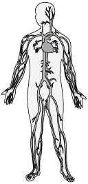 <p>The system that moves blood, oxygen, and nutrients throughout the body.</p>