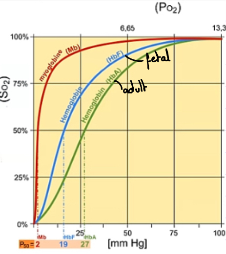<p>Describe what’s happening at lower and higher partial pressure in this oxygen dissociation curve showcasing fetal haemoglobin and why it’s an advantage.</p>