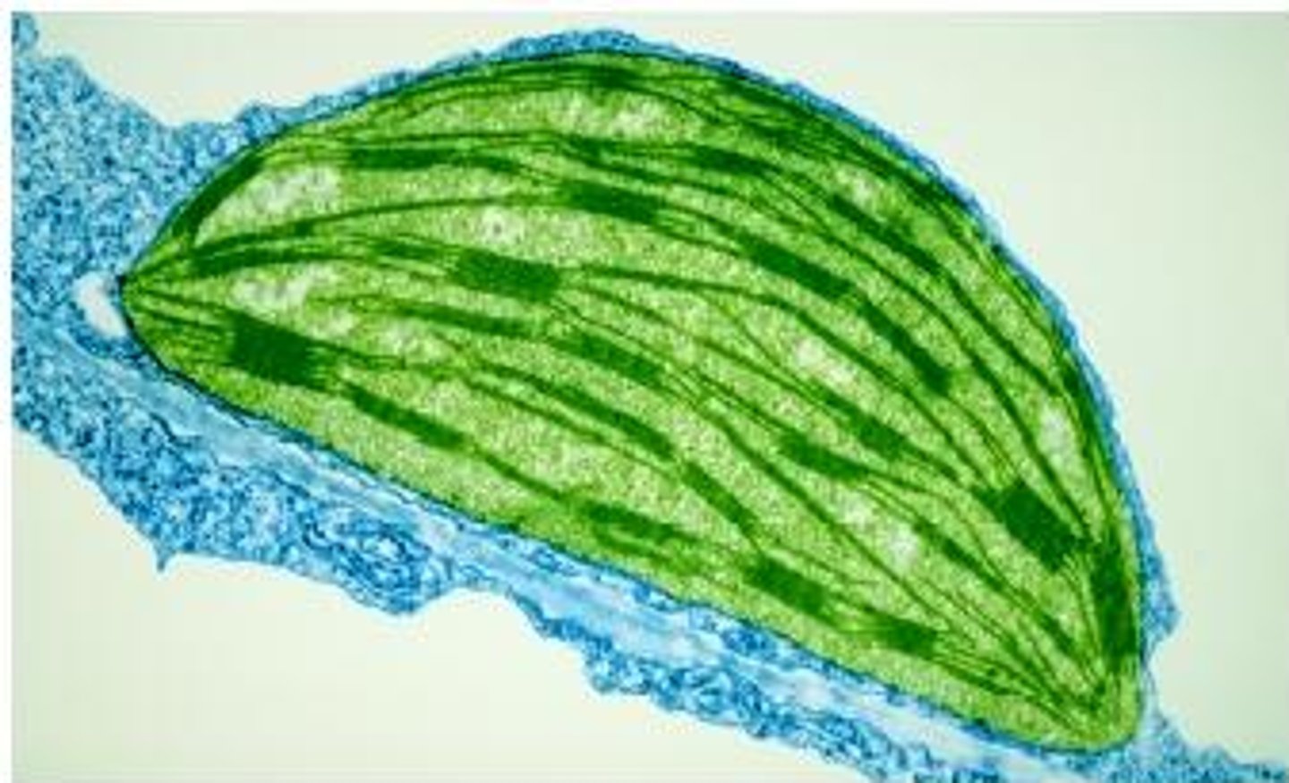 <p>An organelle found in plant and algae cells where photosynthesis occurs</p>