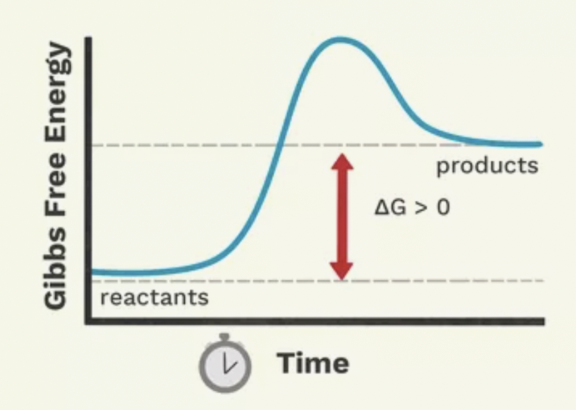 <p>Is this an example of an endergonic or exergonic reaction?</p>