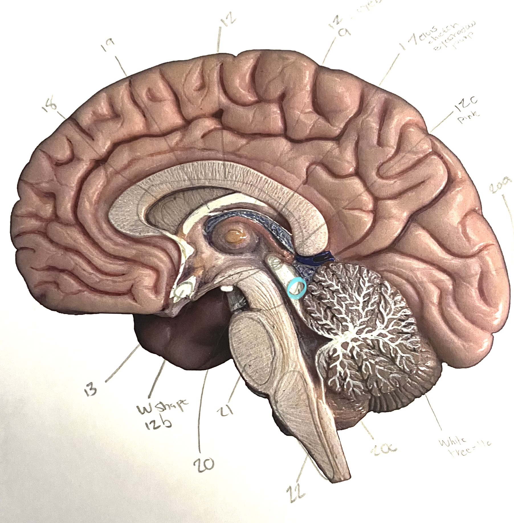 knowt flashcard image