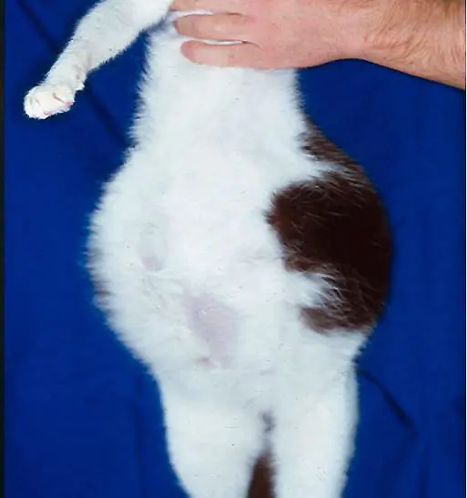 <p><strong>Disease:</strong> Mild enteritis (FCoV); fatal peritonitis (FIP) if mutation occurs</p><p><strong>Signs:</strong></p><ul><li><p><em>Effusive form:</em> Ascites, dyspnoea</p></li><li><p><em>Non-effusive form:</em> Weight loss, pyrexia, ocular/neuro signs</p></li></ul><p><strong>Transmission:</strong> Faeco-oral (shared litter trays)</p><p><strong>Diagnosis:</strong> PCR, effusion analysis (high protein, low cells), immunostaining</p><p><strong>Vaccine:</strong> <span data-name="cross_mark" data-type="emoji">❌</span> (not recommended in UK)</p><p>Common in catteries</p>