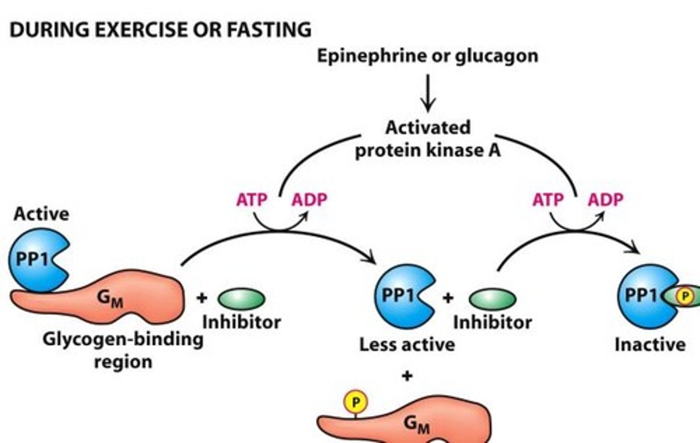 <p>-inactive PP1 promotes glycogen degradation</p><p>-binding of epinphrine/glucagon activates PKA and causes</p><p>-PP1 active when bound to Gm</p><p>-PPI inactive when bound to inhibitor</p>