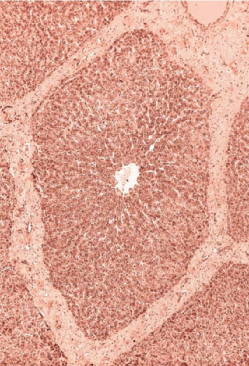 <p>Name the organ</p>