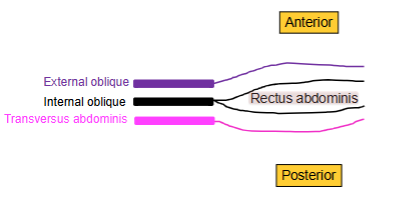 <p>coverd anterioraly by the external and internal oblique tendns and posterially by the internal and transvers muscle tendons </p>