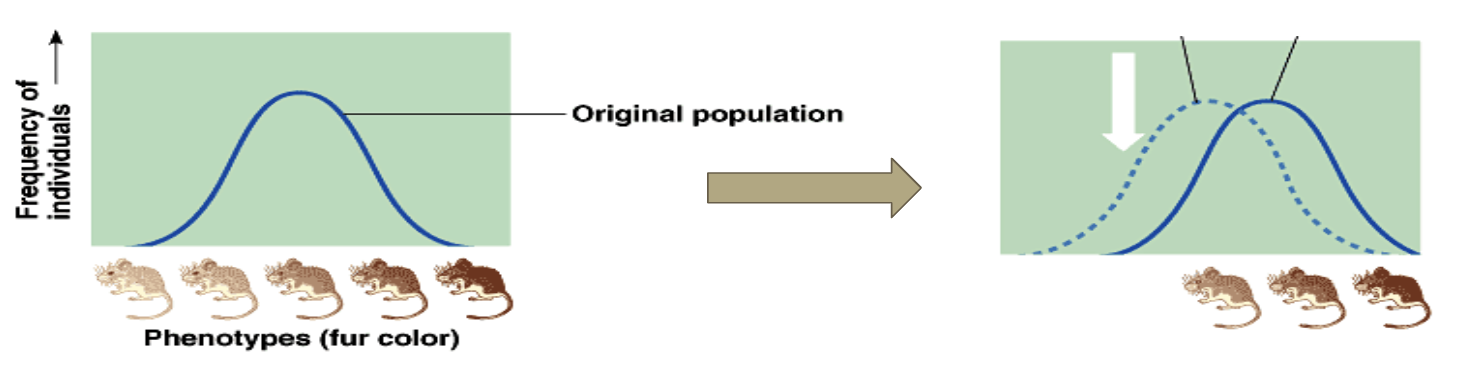 <ul><li><p><span>results in a shift in <strong>one extreme</strong> aspect of a trait (moves the curve in one direction)&nbsp;</span></p></li></ul><p></p><ul><li><p><span><em>Taller giraffes are selected for, but short giraffes are selected against&nbsp;</em></span></p></li><li><p><span><em>Large brains in humans</em></span></p></li><li><p><span><em>Long trunks and large size in elephants</em></span></p></li><li><p><span><em>Reduced size of salmon due to overfishing</em></span></p></li></ul><p></p>