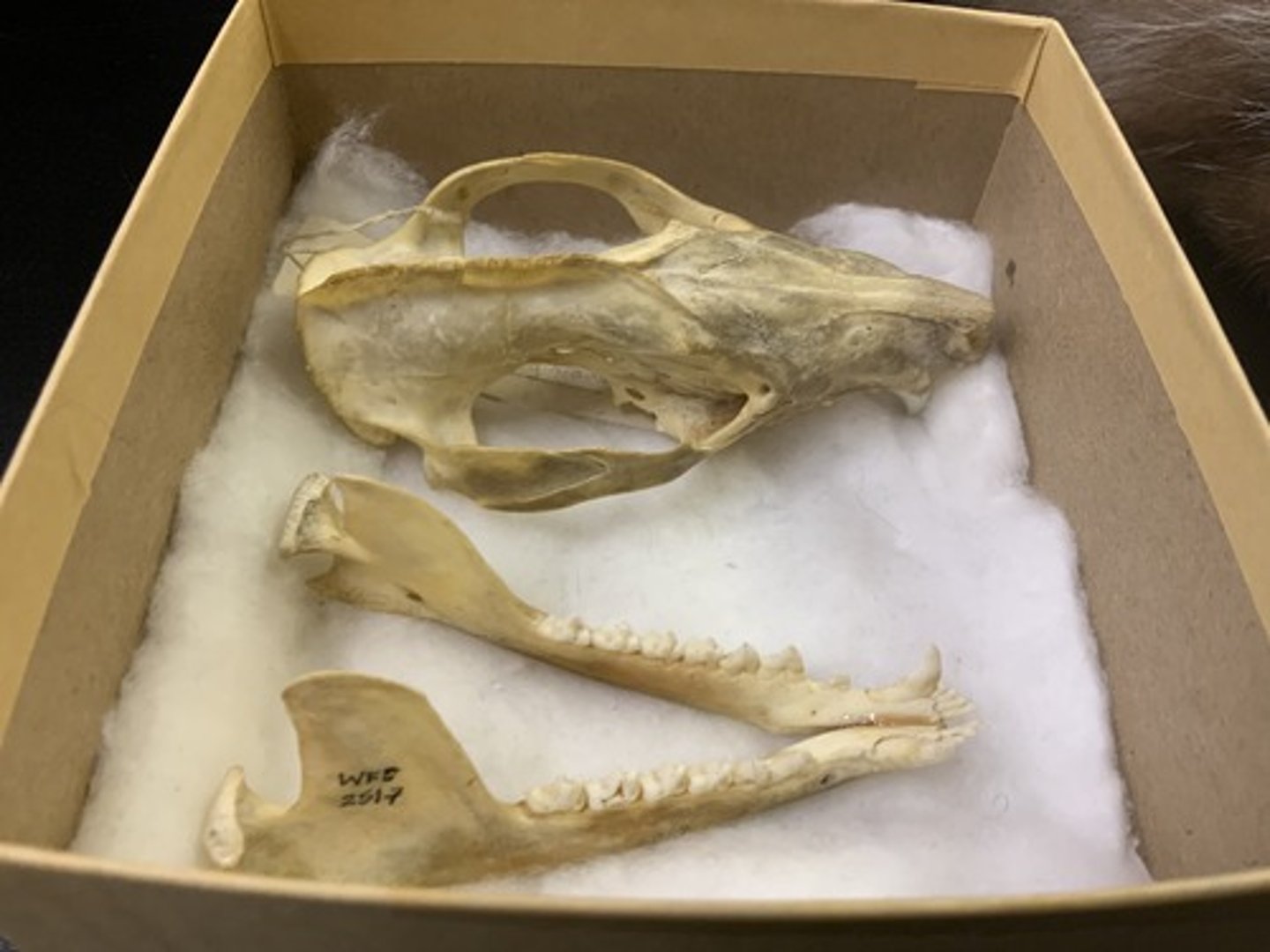 <p>Genus, species</p><p>-5/4 I</p><p>-tribosphenic molars</p><p>-sagittal crest</p>