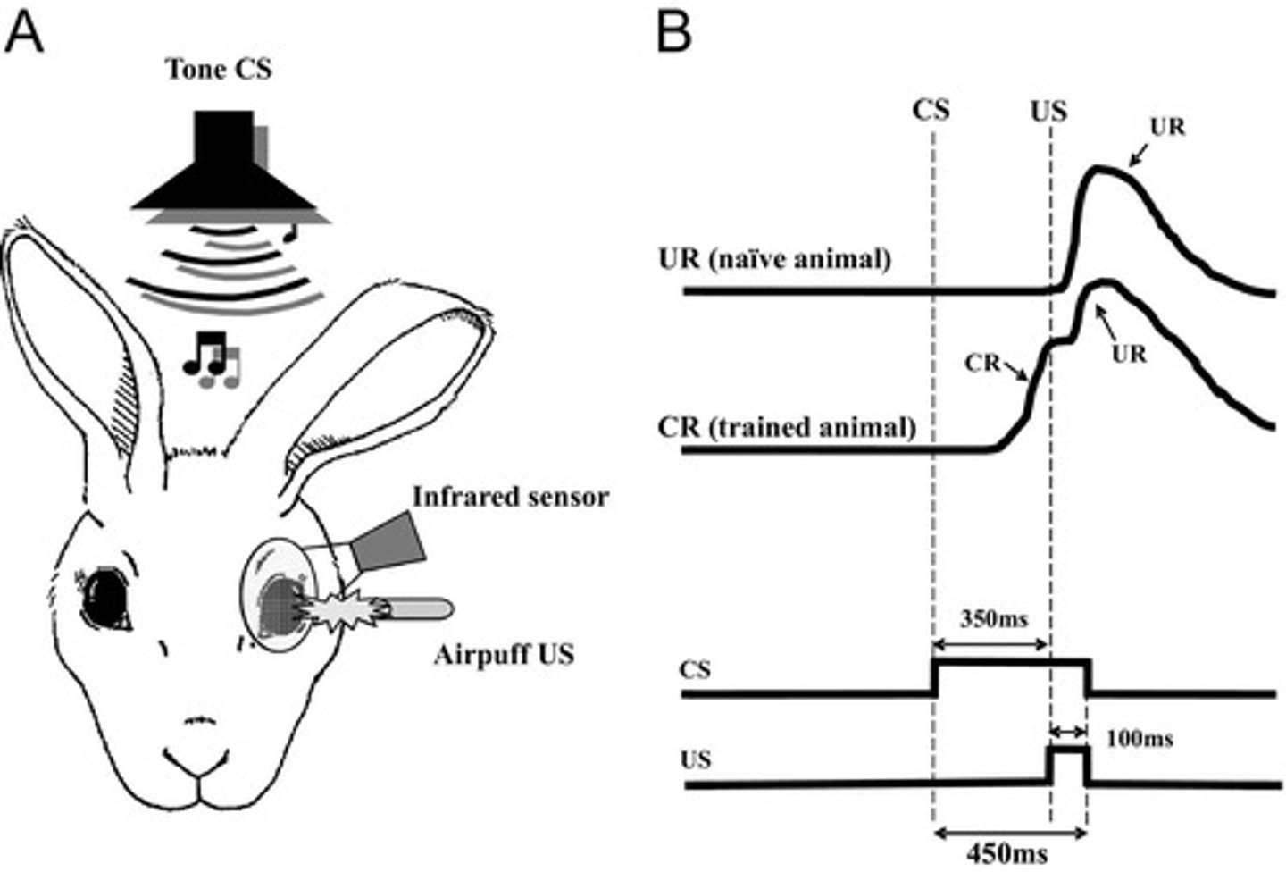 <p>A learning process where a neutral stimulus (CS) is paired with an unconditioned stimulus (US) to elicit a reflexive eyeblink response.</p>