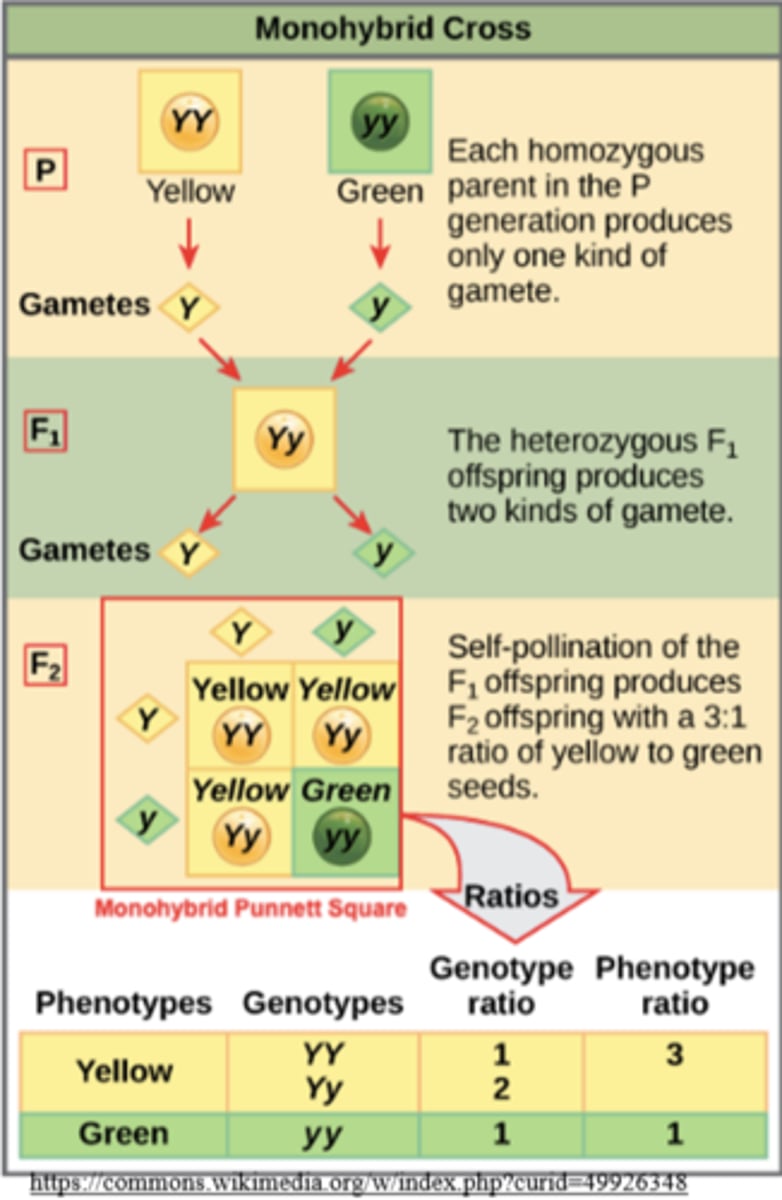 <p>homozygous; a single</p>