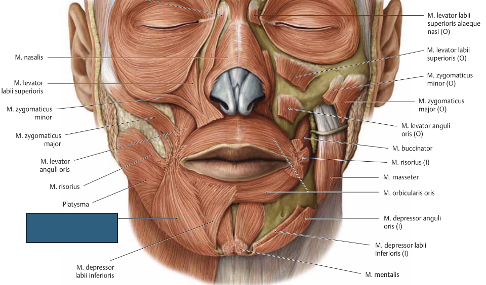 <p>m. depressor anguli oris → tõmbab suunurki alla</p>