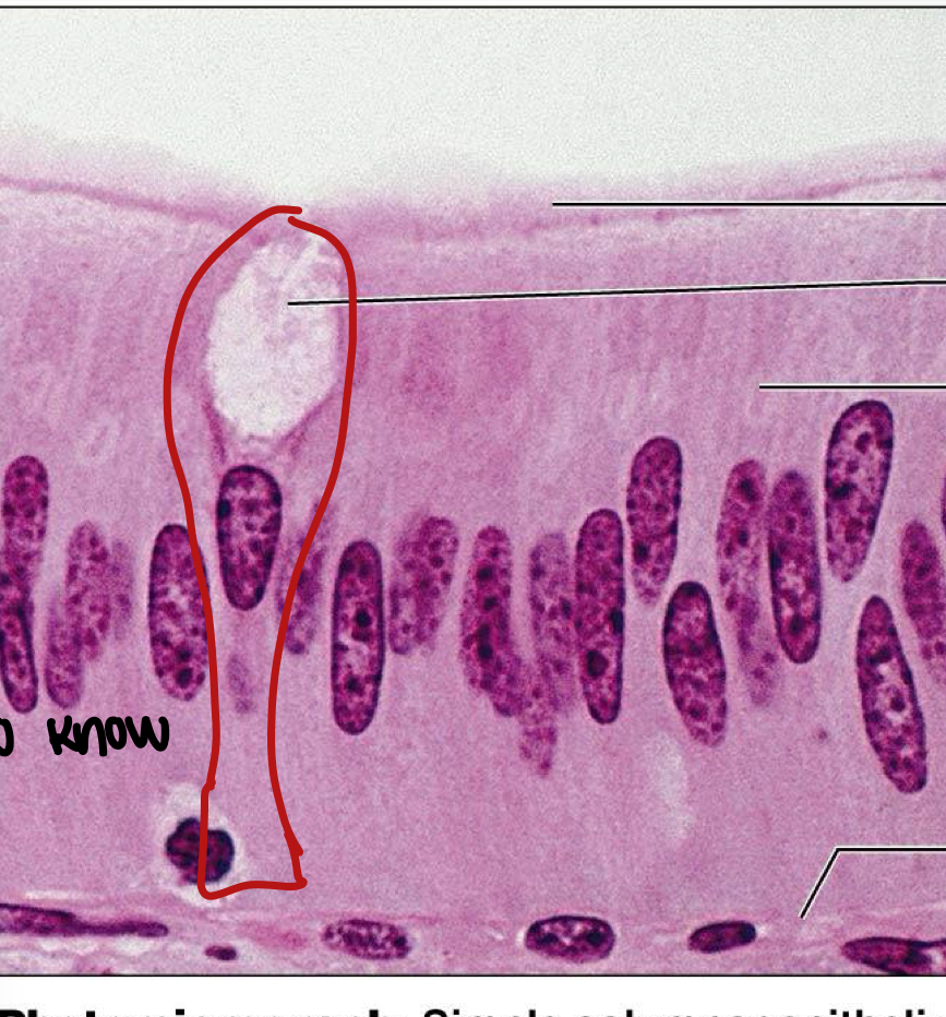 <p>What cell is this </p>