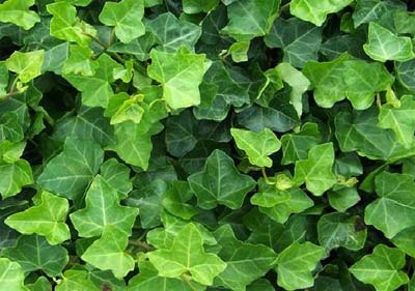 <p>Hedera helix</p>