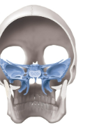 <p>Sphenoid bone</p>