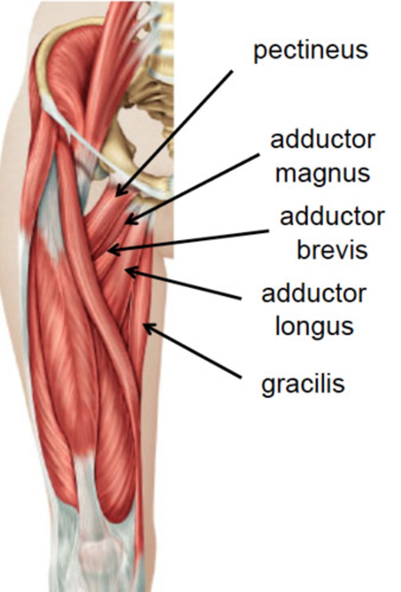 <p>-Adductor magnus</p><p>-Pectineus</p><p>-Adductor brevis</p><p>-Adductor longus</p><p>-Gracilis</p>