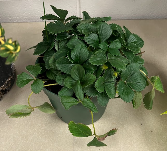 <ul><li><p>can be a groundcover bed</p><ul><li><p>more grown as a potted plant</p></li></ul></li><li><p>grows edible berries</p><ul><li><p>most loved</p></li></ul></li><li><p>best planted in falls</p></li></ul><p></p>