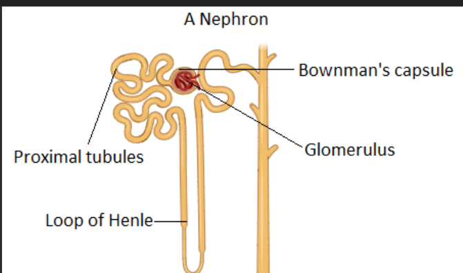 <p>A U-shaped tube in the kidney that helps save water and salt.</p>