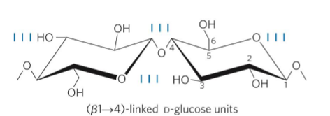 <ul><li><p>tough, fibrous, water-insoluble, stable</p></li><li><p>cell wall from plants&nbsp;</p></li><li><p>linear</p></li><li><p>unbranched</p></li><li><p>homopolysaccharide&nbsp;</p></li><li><p>D-glucose</p></li><li><p>Beta 1 → 4 (animals dont have enxyme to hydrolyze) (most stable linear structure)</p></li><li><p>Each chair is turned 180<sup>.</sup></p></li><li><p>Stabilized by H-bonds</p></li></ul><p></p>