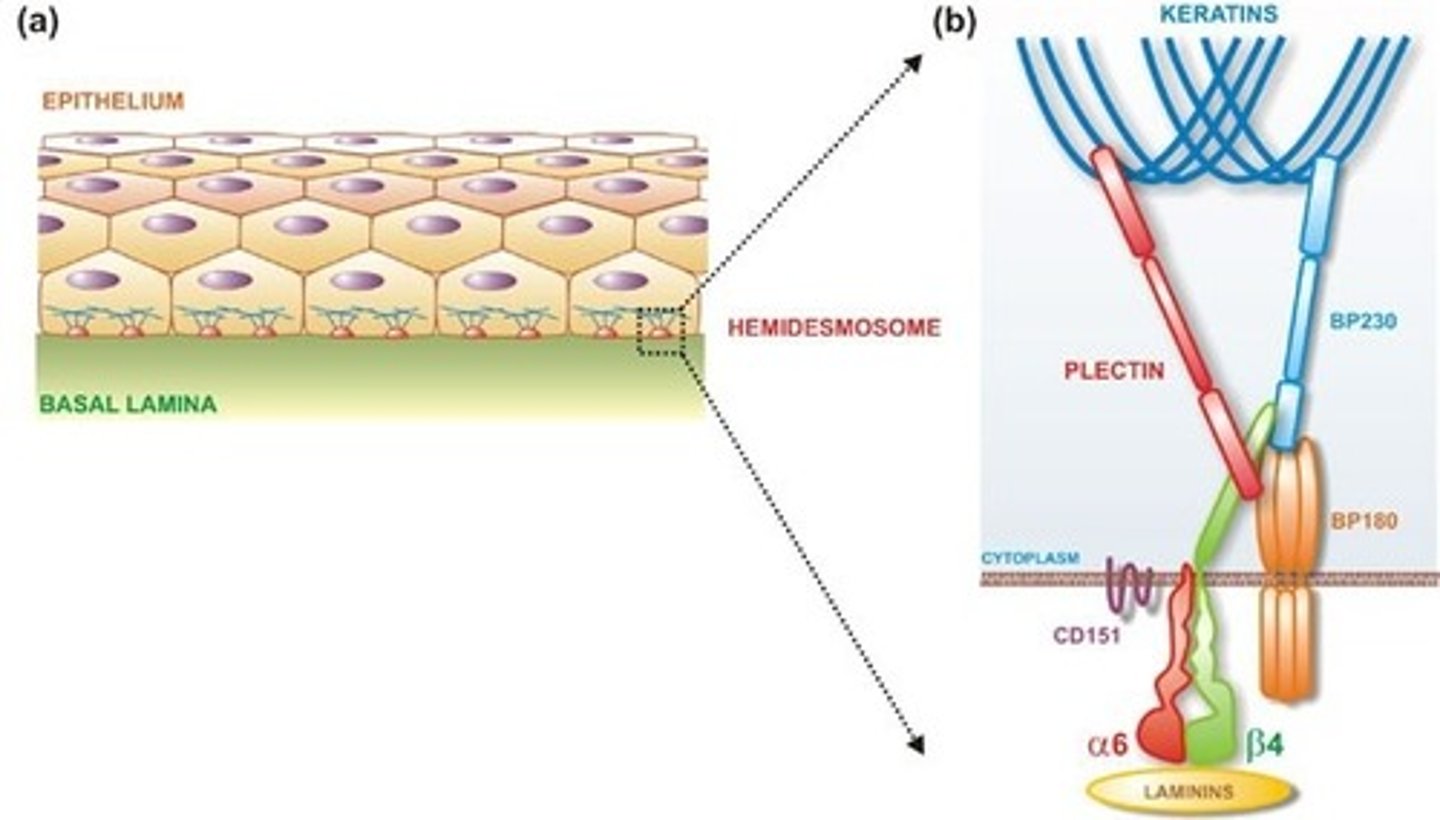 <p>(A) Hemidesmosomes</p><p>Hemidesomosomes connect Epithelial Cells to the underlying Basement Membrane.</p>