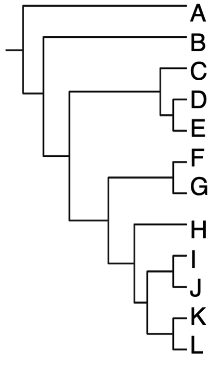 <p>According to the phylogeny on the right, species H shares more derived traits with which of these groups?</p><p>A.  F &amp; G</p><p>B.   I &amp; J    </p><p>C.  K &amp; L</p><p>D.  I &amp; J &amp; K &amp; L</p><p>E.  equally with F-L.</p>