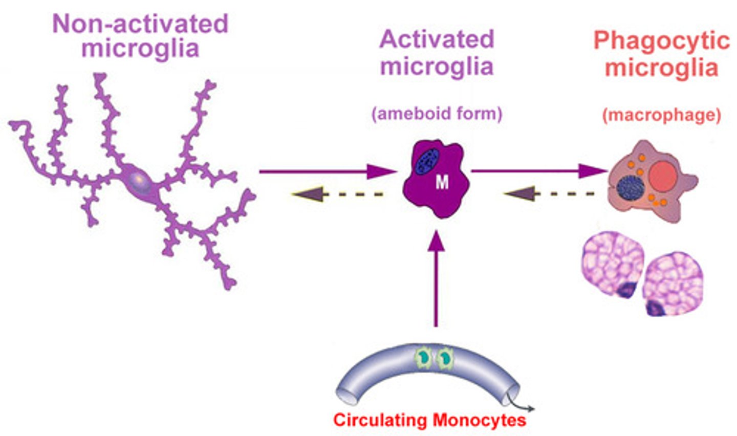 <p>Active Microglia. They will move to areas of inflammation and they're looking for bacteria or foreign cells that are causing an infection.</p>