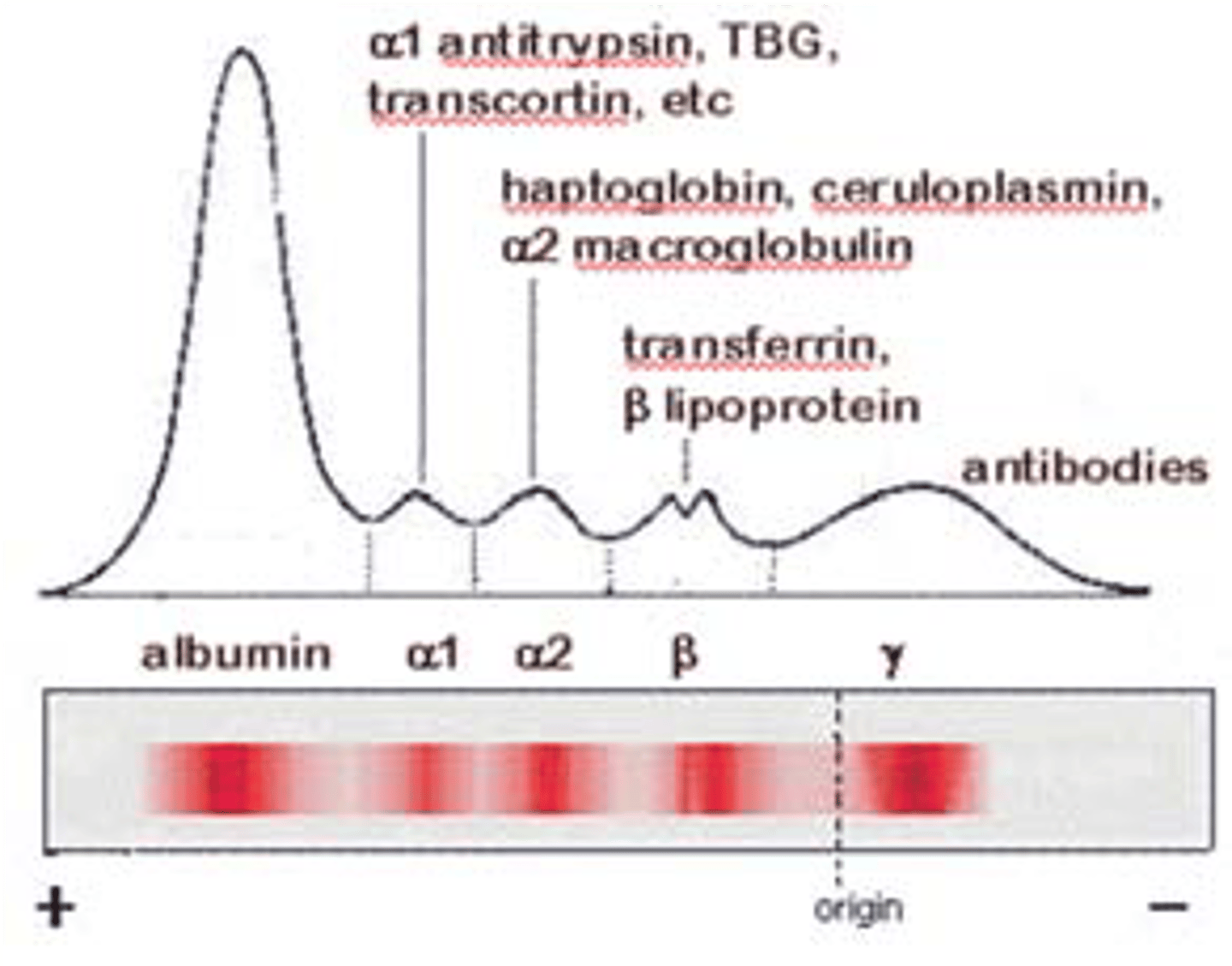 <p>- Proteins at pH 8.6 carry a net negative charge and migrate toward the positive terminal, the anode<br>- After separation, fix and stain the proteins<br>- Migration depends on size, shape, temperature, pH, and ionic strength of the test system<br><strong>Overall net negative charge on the protein at pH 8.6</strong></p>
