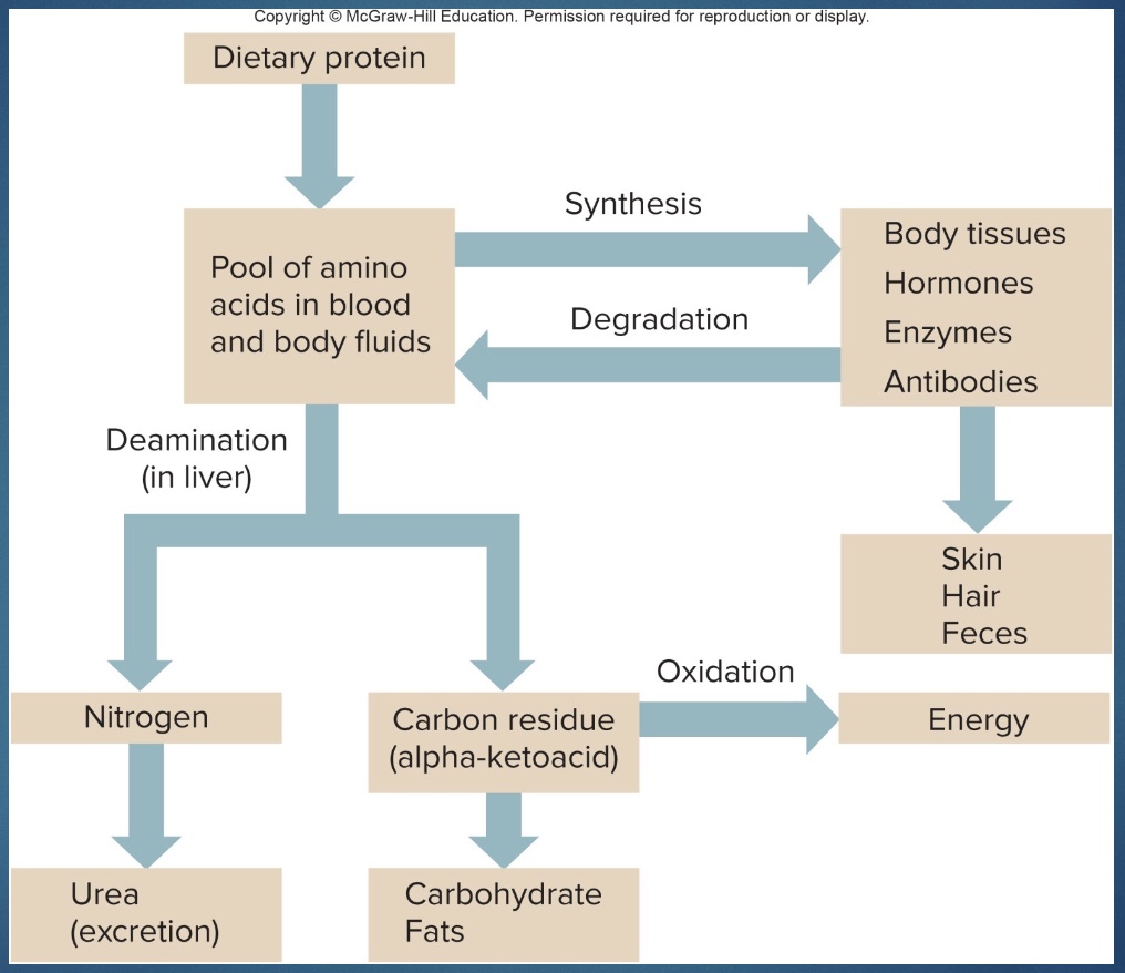 <p>-Before amino acids can be catabolized, they must be converted to substances that can enter the Krebs cycle or become glucose.</p><p>-These conversions involve <strong><mark data-color="yellow" style="background-color: yellow; color: inherit;">deamination</mark></strong> and occur in the liver.</p><ul><li><p>The amine group (NH2) is removed, converted into <strong>urea</strong>, and excreted in urine.</p></li><li><p><mark data-color="red" style="background-color: red; color: inherit;">What remains is converted into such things as pyruvate or acetyl CoA. This can then be oxidized.</mark></p></li></ul><p>*some protein in blood, build other; constant turnover protein so degrade</p><p>“carbon residual”=carbon backbone;&nbsp;“oxidation” could be lipogenesis; nitrogen=amine group</p>