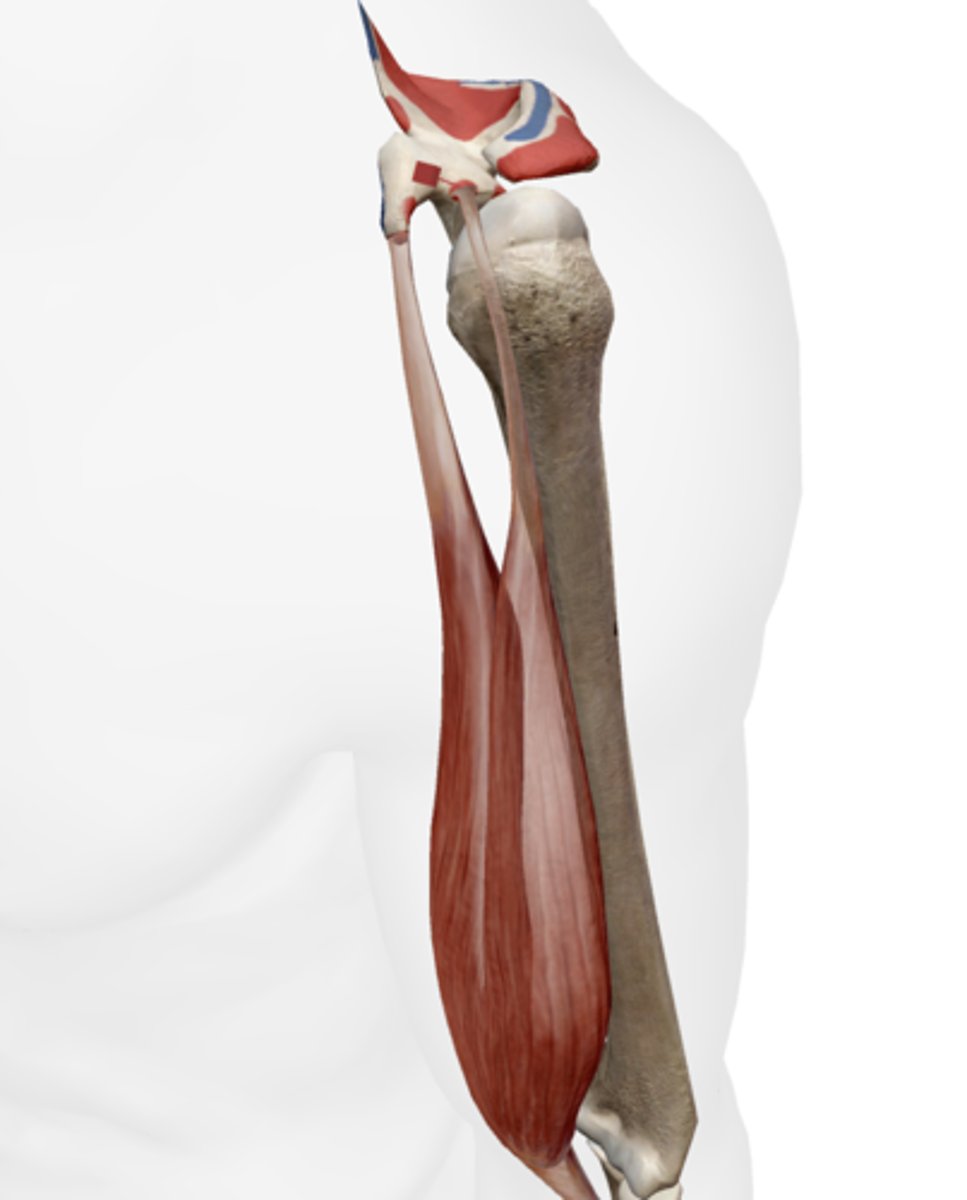 <p>Supraglenoid tubercle of the scapula.</p>