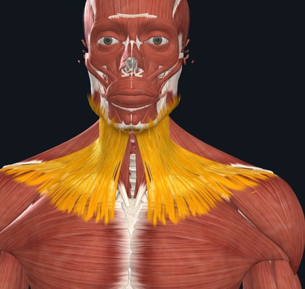 <p>moves the mandible down</p>