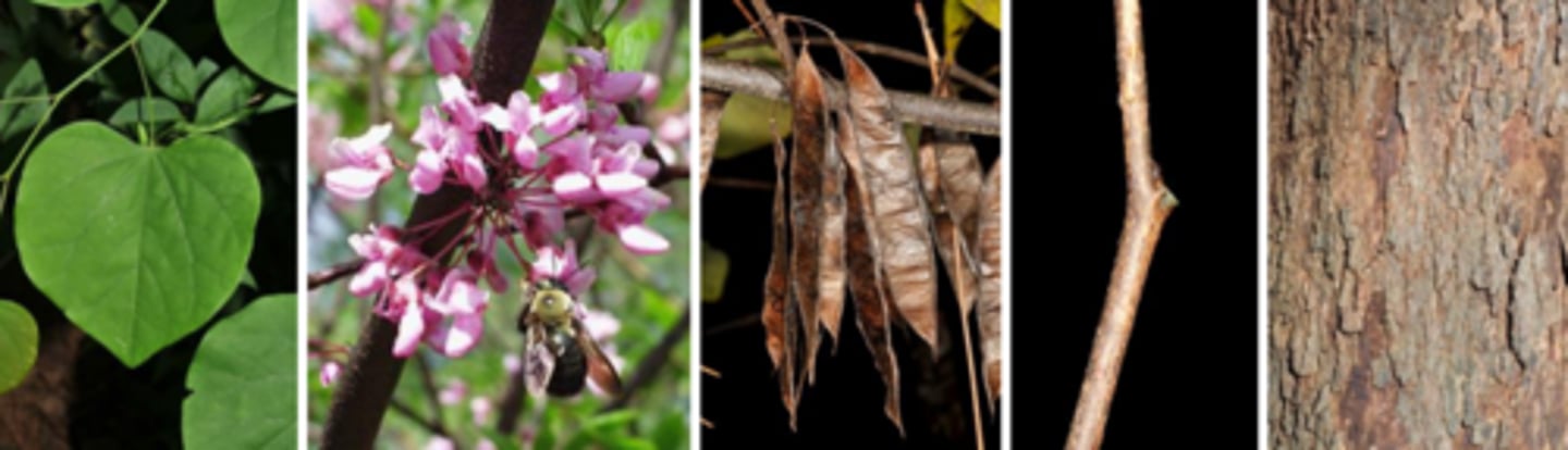 <p>Leaves: alt., simple, cordate, margins entire, petiole swollen at both ends. </p><p>Twigs: zigzag, dark brown, shiny w/ white lenticels. </p><p>Buds: small, black (look like mouse poop) appressed leaf buds. Flower buds are preformed, globose and conspicuous. Flowers are pink and appear before the leaves, on two-year old branches and bole. </p><p>Fruit: short, thin, dark brown legume. (leafy bean pod)</p><p>Bark: dark red-brown, scaly on older trees.</p>