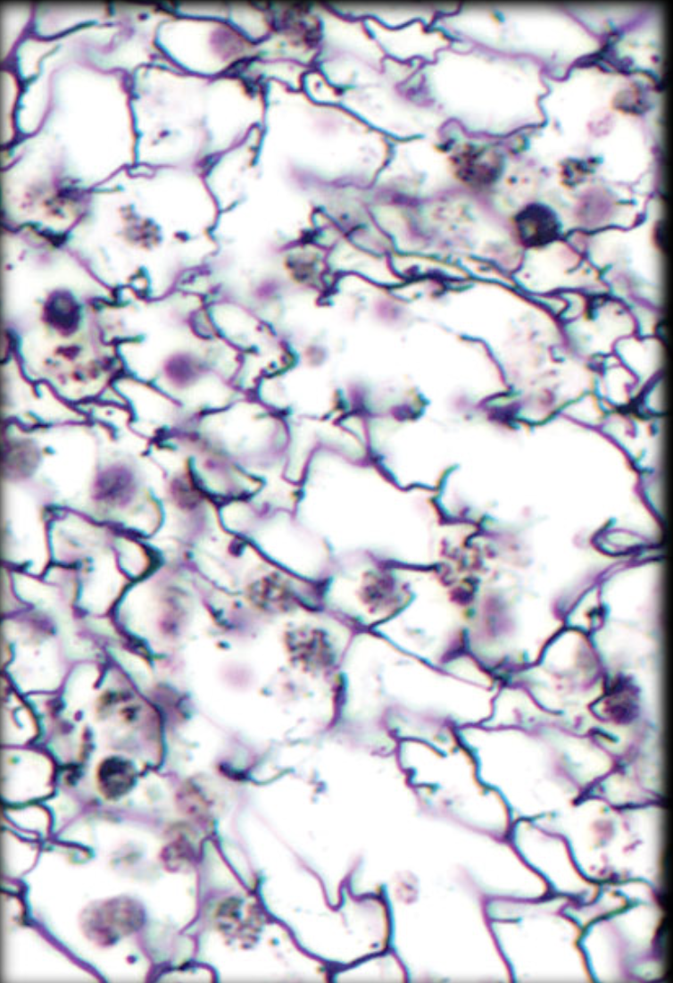 <p>Identify tissue by the image</p>