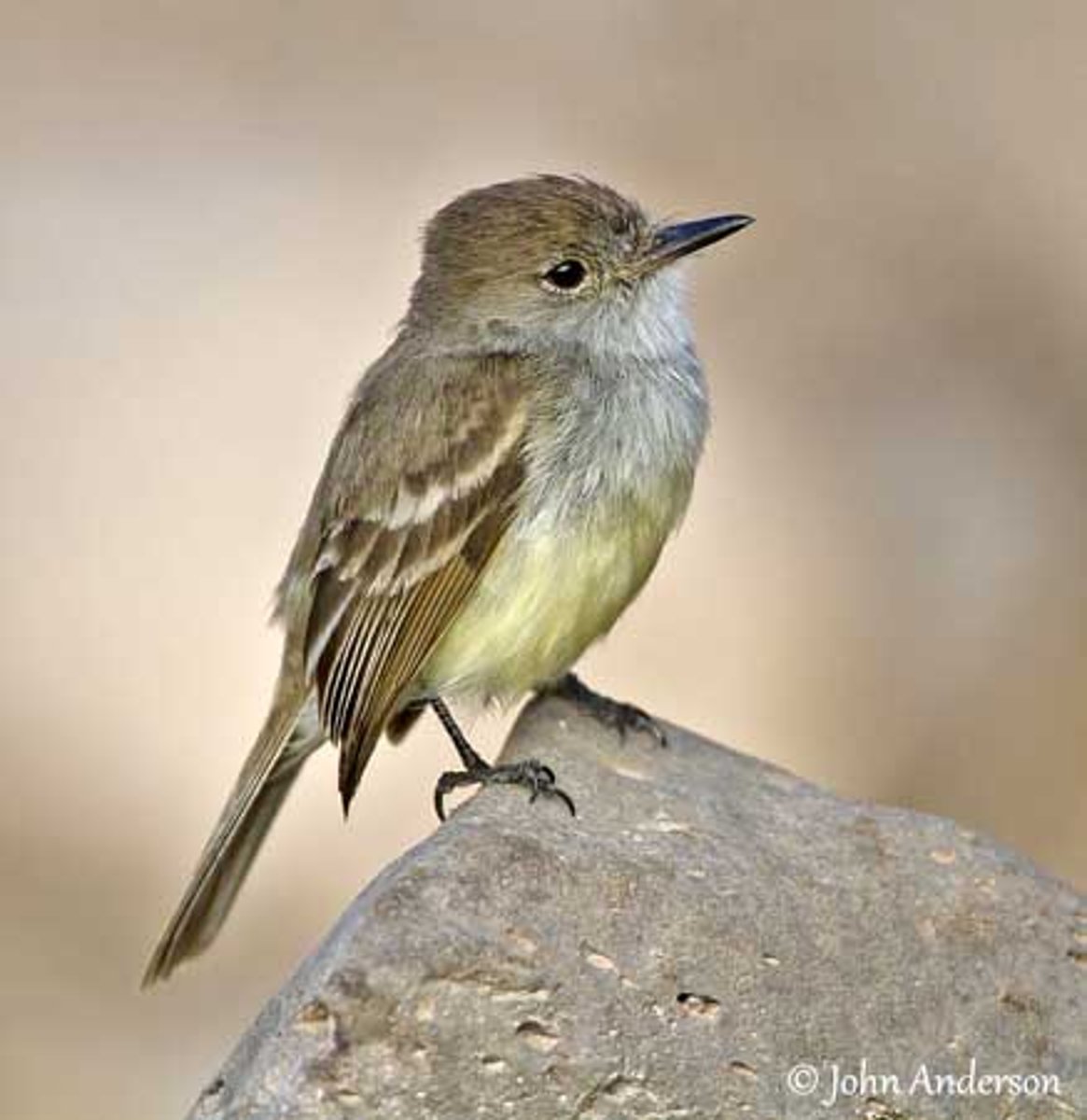 <p>Galapagos Flycatcher (2 facts)</p><p>- 1 Size</p><p>- 1 Location</p>