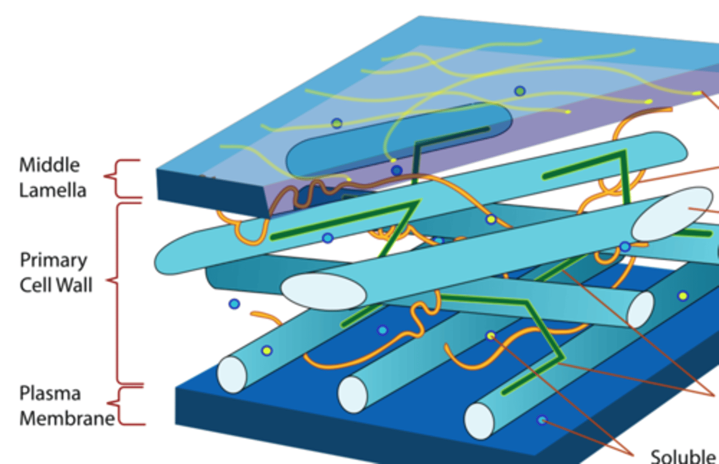 <p>non-crystalline glycans attached to cellulose microfibrils</p>