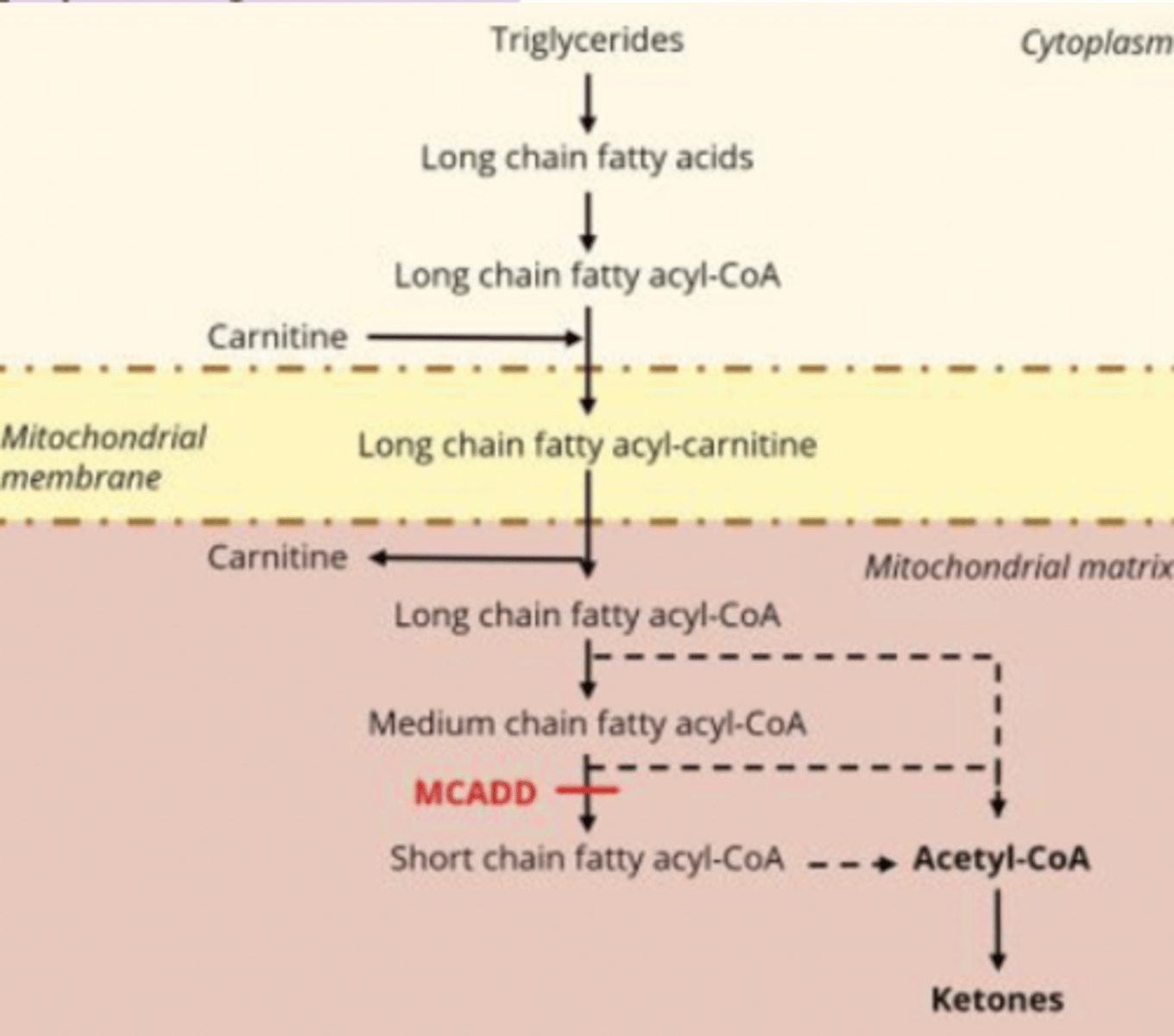 <p>no MCAD = no 𝛽-oxidation of medium-chain fatty acids = ↓ acetyl-CoA = ↓ketones, ↑medium-chain fatty acids = hypoketotic hypoglycemia</p>