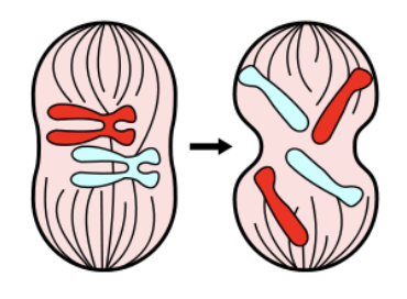 <p><span><span>Compare the two cells shown in this image. Which of the following statements is correct?<br>A. The right cell has twice as many chromosomes as the left cell, but both cells contain the same amount of DNA.<br>B. The right cell contains twice the number of chromosomes and amount of DNA as the left cell.<br>C. Both cells contain the same number of chromosomes and the same amount of DNA.<br>D. The number of chromosomes in both cells is the same, but the right cell contains twice the amount<br>of DNA as the left cell</span></span></p>