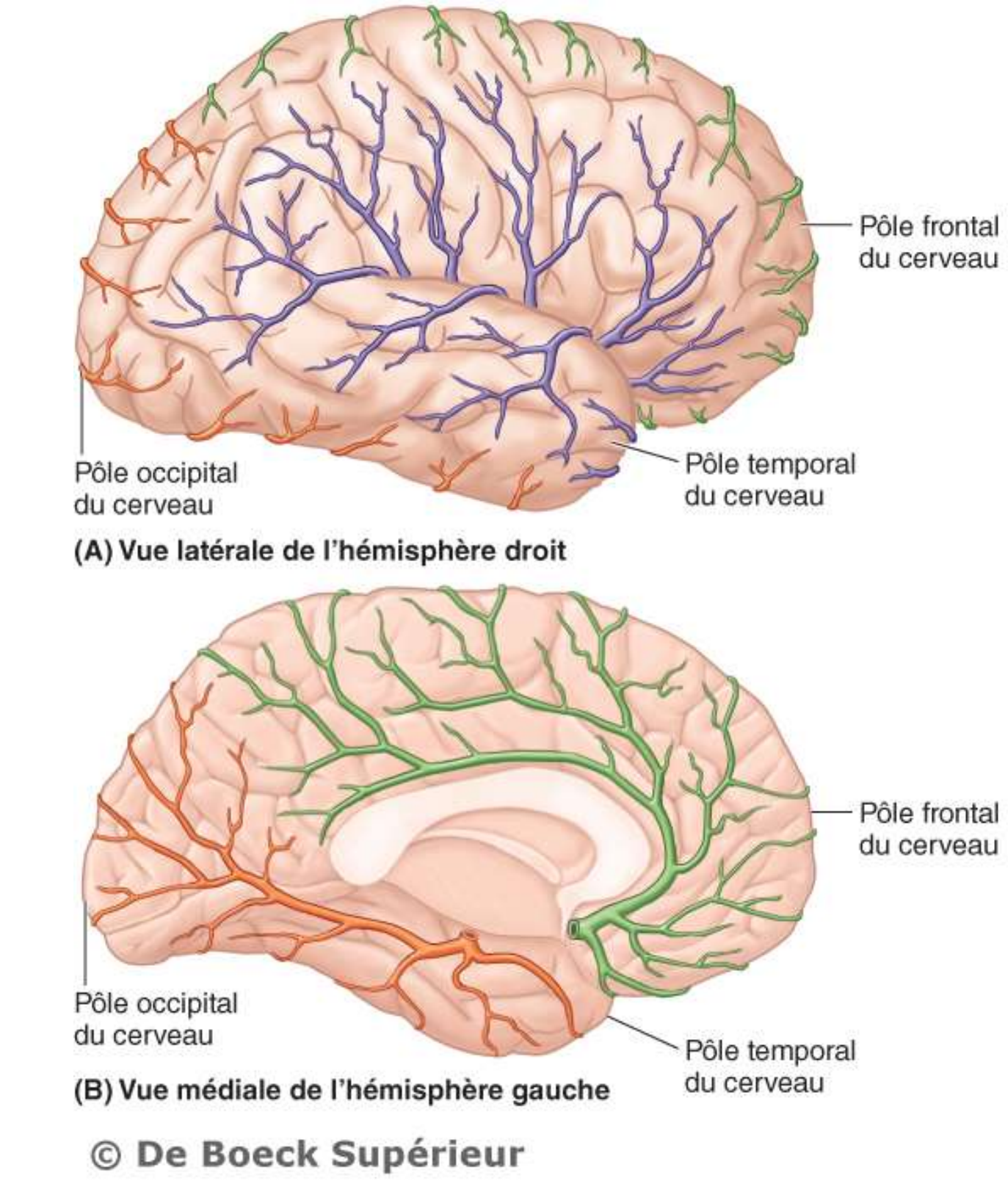 <p>Pôle temporal (mauve)</p>