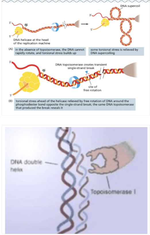 <ul><li><p>RELIEVES TENSION DUE TO UNWINDING!!!</p></li><li><p>DNA TOPOISOMERASE CREATES SINGLE-STRAND NICKS THAT RELIEVE TORSIONAL (TWISTING) STRESS </p></li></ul><p></p>