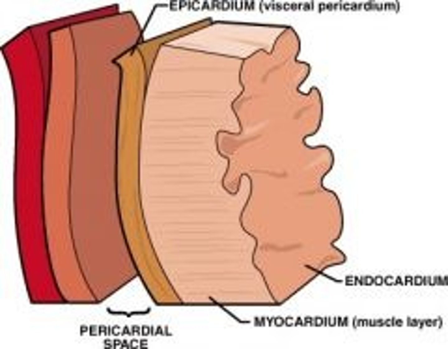 <p>outside layer of the heart</p>
